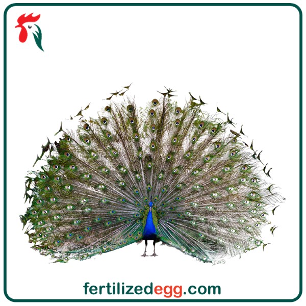 تخم نطفه دار طاووس مصری 